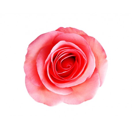 autocollants muraux rose saumon
