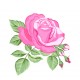 autocollants rose