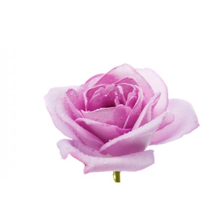 autocollants rose deco chambre