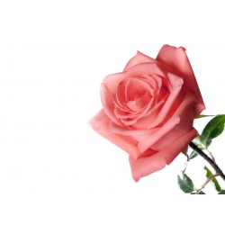 autocollants rose decoration