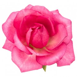 autocollants rose deco salon