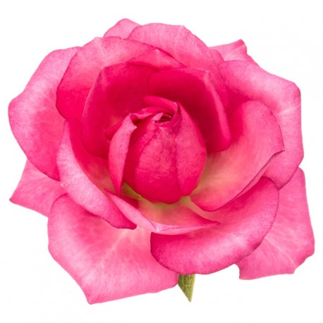autocollants rose deco salon