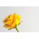 autocollants rose geant