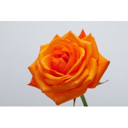 autocollants rose jaune