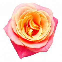 autocollants rose orange