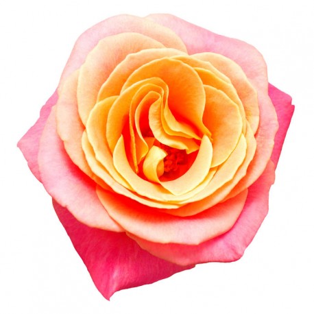 autocollants rose orange