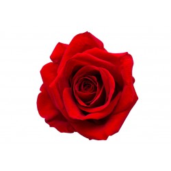 autocollants rose pas cher