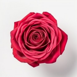 sticker mural rose deco