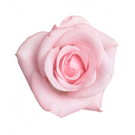 sticker mural rose geant