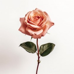 sticker rose chambre