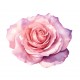 sticker rose chambre fille