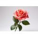 sticker rose fleur noir blanc