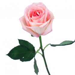 sticker rose salon