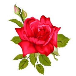 stickers muraux rose blanche
