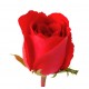 stickers muraux rose decoration