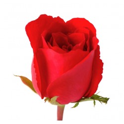 stickers muraux rose decoration
