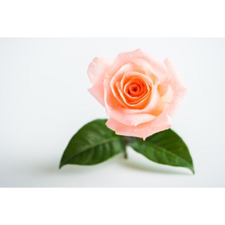 stickers muraux rose pas cher