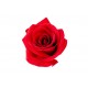 stickers muraux rose rose poudre