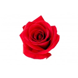 stickers muraux rose rose poudre