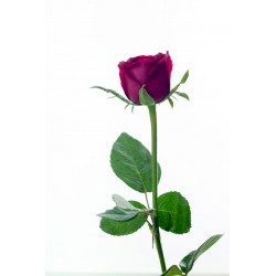 stickers muraux rose rouge