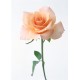 stickers rose blanche