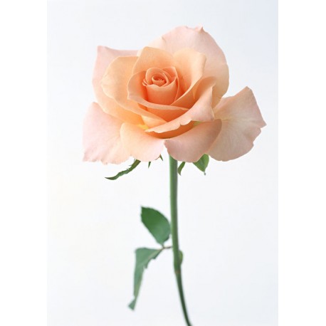 stickers rose blanche