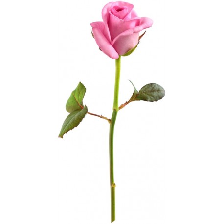 stickers rose chambre