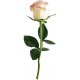 stickers rose deco