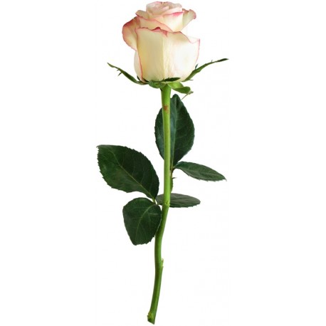 stickers rose deco