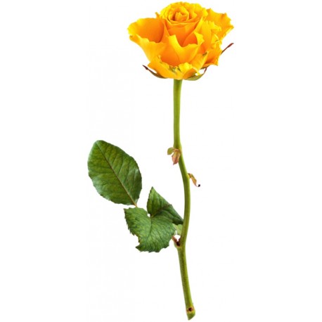 stickers rose