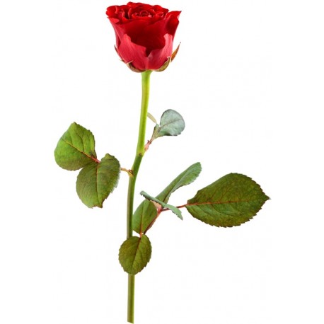 stickers rose pas cher