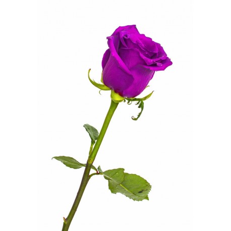 stickers rose rouge