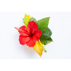 autocollant tiare deco fille