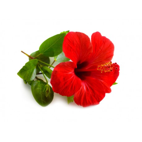 autocollant tiare decoration