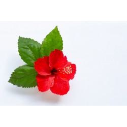 autocollant tiare rouge