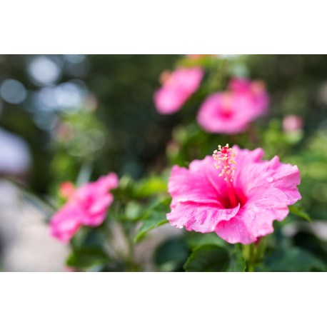 autocollant tiare salon