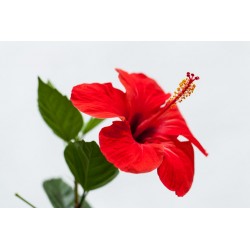 autocollant tiare salon decoration