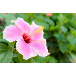 autocollants tiare chambre fille