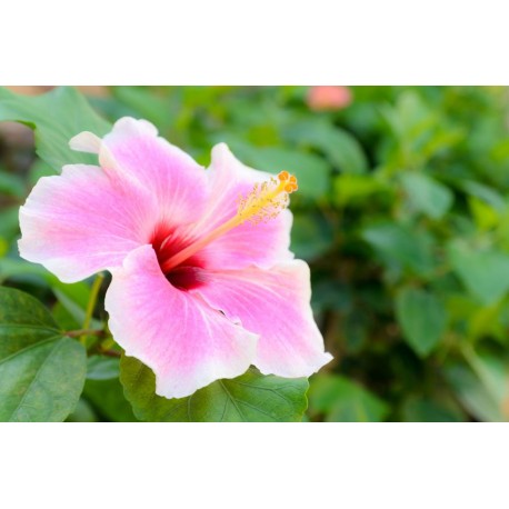 autocollants tiare chambre fille