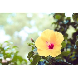 autocollants tiare deco