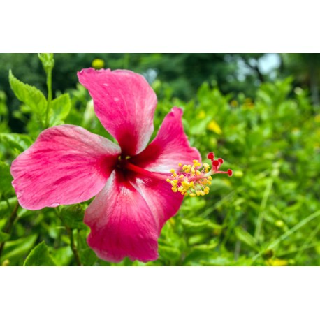 autocollants tiare decoration