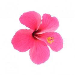 autocollants tiare fushia