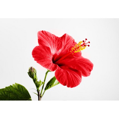 autocollants tiare geant