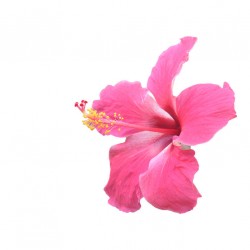 autocollants tiare pas cher