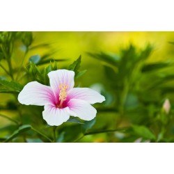 autocollants tiare rose