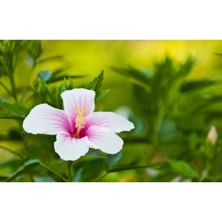 autocollants tiare rose