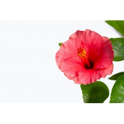 sticker mural tiare deco