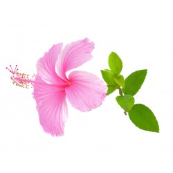 stickers muraux tiare rose fonce