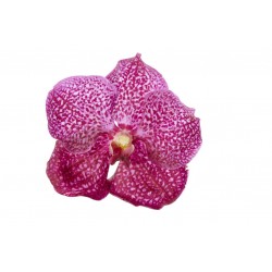 stickers tiare deco fille