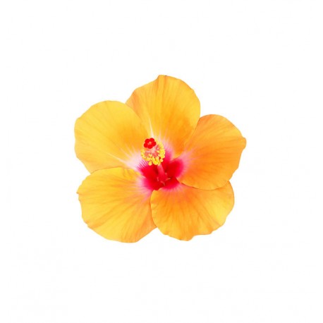 stickers tiare geant